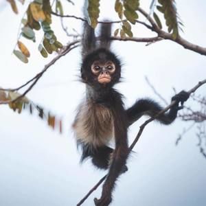 Meet your Posher, Phuc